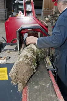 Jobs Prints: Forestry worker loading timber onto logging and splitter bench, Cumbria, England, May