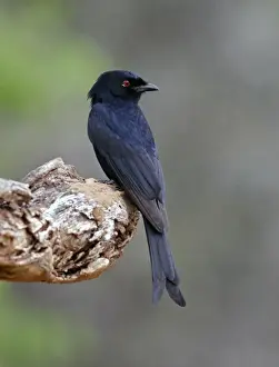Fork-tailed Drongo (Dicrurus adsimilis) Common Drongo, Adult perched, Kenya
