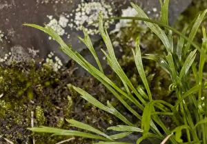 Fern Prints: Forked Spleenwort (Asplenium septentrionale) leaves
