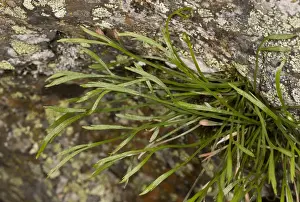 Forked Spleenwort (Asplenium septentrionale) leaves, growing on acid rock, Spanish Pyrenees, Spain, June
