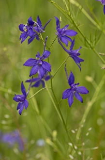 Rumania Prints: Forking Larkspur (Consolida regalis) flowering, Romania, June