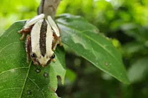 Frog Prints: Fornasinis Spiny Reed Frog (Afrixalus fornasini) adult, sitting on leaf, Tanzania