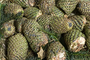 Cone Prints: Forrests Fir (Abies forrestii) introduced species