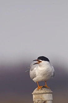 Californian Prints: Forster's Tern (Sterna forsteri) adult
