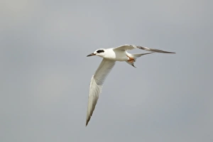 Forsters Tern (Sterna forsteri) adult, non-breeding plumage, in flight, at coast, Texas, U. S. A. april