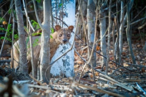 Madagascar Prints: Fossa (Cryptoprocta ferox) adult female