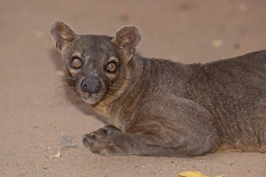 Madagascar Prints: Fossa (Cryptoprocta ferox) adult male