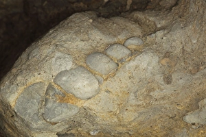 Fossilization Prints: Fossil Portland Screw turreted gastropod, Osmington Mills, Dorset, England, August