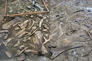 Quarry Prints: Fossil quarry, location of most cretaceous dinosaur species ever found