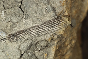 Fossilization Prints: Fossil sea urchin spine, Osmington Mills, Dorset, England, August