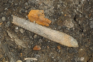 Fossil sea urchin spine, Osmington Mills, Dorset, England, August