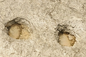 Track Prints: Fossilised dinosaur footprints in rock