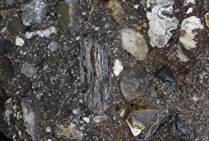 Teeth Prints: Fossilized beaver tooth embedded in Eccles concrete river deposits in Cromer Forest Beds