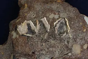 Teeth Prints: Fossilized deer teeth embeded in Eccles concrete river deposits from Cromer Forest Beds