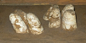 Fossilization Prints: Fossilized Dinosaur nest with eggs