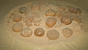 Fossilization Prints: Fossilized Dinosaur nest with eggs