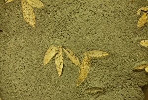 Fossilization Prints: Fossilized olive leaves from 60, 000 BC, found on Santorini, Cyclades, Aegean Sea, Greece