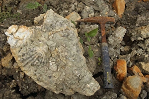 Fossilization Prints: Fossils with fossil hammer, Osmington Mills, Dorset, England, August