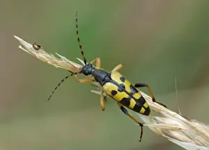 Longhorns Prints: Four-banded Longhorn Beetle (Strangalia quadrifasciata) adult