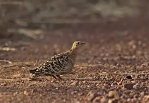 Track Prints: Four-banded Sandgrouse (Pterocles quadricinctus) adult female