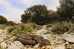 Croatia Prints: Four-lined Snake (Elaphe quatuorlineata) adult, on rocks in habitat, Croatia, april