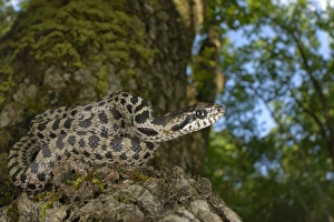 Oaks Prints: Four-lined Snake (Elaphe quatuorlineata) young