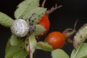 Roses Prints: Four-spot Orb-web Spider (Araneus quadratus) adult
