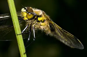 Odonata Prints: Four-spotted Chaser (Libellula quadrimaculata) adult