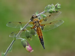 Four-spotted Chaser (Libellula quadrimaculata) adult, resting on Foxglove (Digitalis purpurea) flowerspike in garden