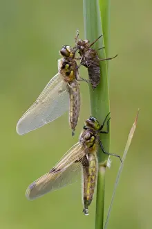 Four-spotted Chaser (Libellula quadrimaculata) two adults, newly emerged, one exuding drop of meconium from abdomen