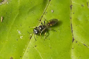 Four Spotted Prints: Four-spotted Digger Wasp (Crossocerus quadrimaculatus) adult