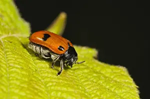 Downlands Prints: Four-spotted Leaf Beetle (Clytra quadripunctata) adult