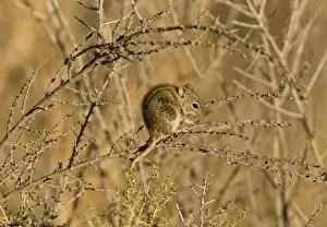 Four-striped Grass Mouse (Rhabdomys pumilio) adult, foraging in thorn bush, Kalahari Desert, Kalahari Gemsbok N. P