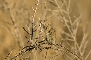 Four-striped Grass Mouse (Rhabdomys pumilio) adult, foraging in thorn bush, Kalahari Desert, Kalahari Gemsbok N. P