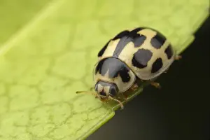 Fourteen-spot Ladybird (Calvia quattuordecimguttata) adult, resting on leaf, Leicestershire, England, april