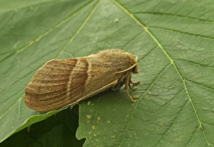 Lepidoptera Prints: Fox Moth (Macrothylacia rubi) adult female, resting on leaf, Norfolk, England, June