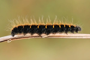 Heathland Prints: Fox Moth (Macrothylacia rubi) caterpillar