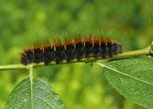 Fox Moth (Macrothylacia rubi) caterpillar, on Goat Willow (Salix caprea) foodplant, Italian Alps, Italy, July