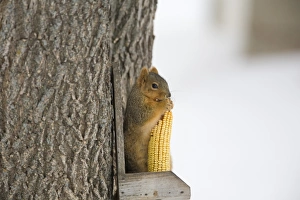 Feeder Prints: Fox Squirrel (Sciurus niger) adult