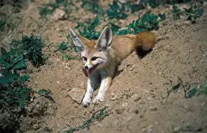 Nocturnal Prints: FoxFennec (Fennecus zerda) lying on soil / panting / tag on ear