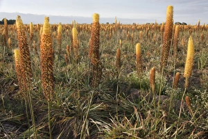 Varieties Prints: Foxtail Lily (Eremurus x isabellinus) Cleopatra