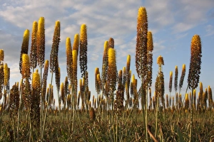 Foxtail Lily (Eremurus x isabellinus) Cleopatra, flowering, commercial nursery crop growing in field, Holbeach St