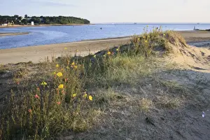 The Solent Prints: Fragrant Evening Primrose (Oenothera stricta) introduced species