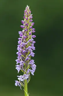 Fragrant Orchid (Gymnadenia conopsea) close-up of flowerspike, Kent, England, June