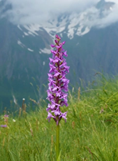 Orchids Prints: Fragrant Orchid (Gymnadenia conopsea) flowering
