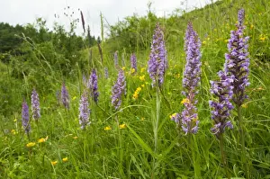 Fragrant Orchid (Gymnadenia conopsea) flowerspikes, group growing amongst grass on slope, Kent, England, June