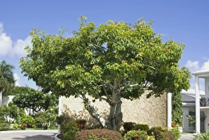 Lesser Antilles Prints: Frangipani (Plumeria sp. ) habit