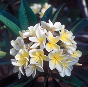 Frangipani (Plumieria acutifolia) South Africa