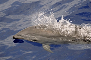 Sarawak Dolphin Prints: Frasers Dolphin (Lagenodelphis hosei) adult