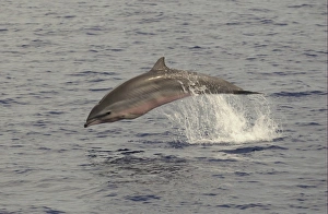 Frasers Dolphin (Lagenodelphis hosei) adult, porpoising, surfacing from water, Maldives, march